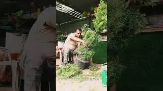 Golden cypress Topiary making. Plant designing. Plant cutting, making shapes. #houseplants #trending