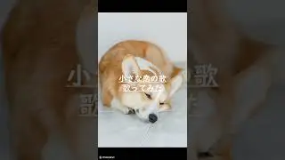 中低音で小さな恋のうた/MONGOL800 歌ってみた #cover #小さな恋のうた #mongol800 #shorts