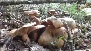 Lactarius Deliciosus a 20 de octubre de 2016 (niscalo, esnegorri,robellon...)