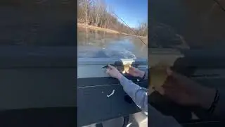 Spring Walleye caught on the Mississippi River!!#walleye #2024 #fish #spring #river #fishing #cool