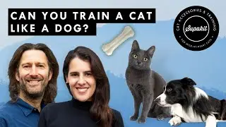 Can You Train A Cat Like A Dog?