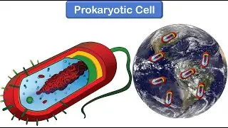 Bacterial Cell Structure and Function