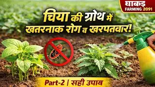 चिया सीड की खेती Part-2 | बुवाई के बाद ग्रोथ कैसे करें 