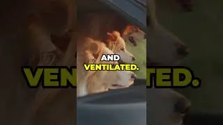 Travel Tips: Safe & Comfy Dog Travel!