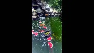 Koi Fish Crave Watermelon on Smoking Hot Summer Day