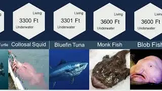Comparison : Deepest Living Sea Creatures | Deep Sea Dweller