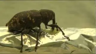 Pine weevil (Hylobius abietis) feeding on a conifer piece