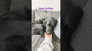 Meet my dog Griffey