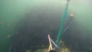 Spearfishing Norway Hitra 2019 / Подводная охота в Норвегии Хитра 2019