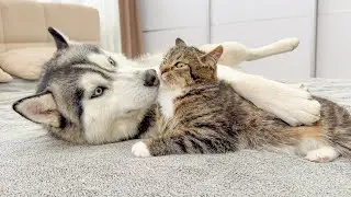 Giant Husky Wants To Be a Cute Kitten! He Tries Everything To Be Friends!