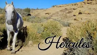 Hercules Alone on the Range After Losing His Band #wildhorses #mustangs #coloradowildhorses
