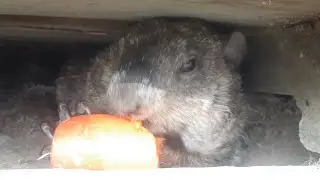 Nibbles Took Buttercups Spot To Eat A Yummy Carrot 🥕🐾 #groundhog #baby #cute #adorable #asmr #carrot