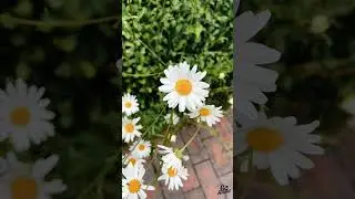 Nature Film | Flower Cinematography | iPhone 13 Pro Max