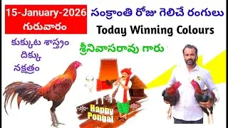 15 January 2026 Today Winning Colours//kukkuta sastram//colour update #telugu
