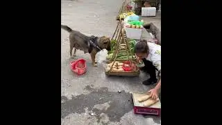 High IQ dog helps owner to buy food