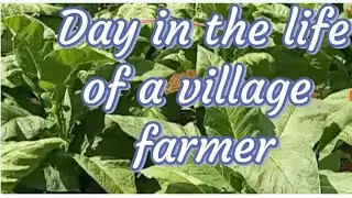 Day in the life of a modern village farmer Pangai, Eua, Tonga