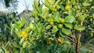 Calamondin, key lime, and bearss lemon