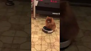 Dog riding Roomba