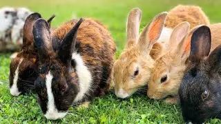 ​@OfficialPeterRabbit-  Be Careful Rabbits, the Woods Can Be Dangerous! 🐰🌳🦊 | Cartoons for Kids