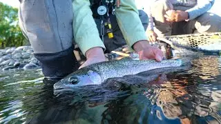 The BEST Dry Fly Fishing Action I've Ever Captured