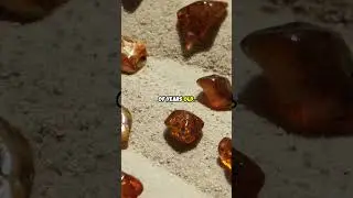 All about Amber the Ancient Gem from Tree Resin #amber #fossil #gemstone