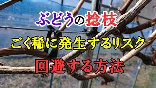 ぶどうの捻枝　稀に発生するリスクと回避手段について