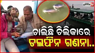 ମରାଳ ମାଳିନୀ ନୀଳମ୍ବୁ ଚିଲିକାରେ ଆରମ୍ଭ ହେଲା ଡଲଫିନ ଗଣନା !Dolphin census in chilika