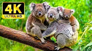 Nature's Healing: 4K HDR Cinematic Wildlife Film with Relaxing Background Music