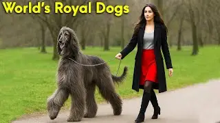 10 Most Expensive Dogs Only Rich People Can Afford