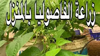 طريقة زراعة الفاصوليا بالمنزل او علي الاسطح في سطول او اصيص  وطرق التسميد واهم فوائد الفاصوليا