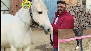 #घोड़ी की डिलीवरी का सही समय और पूरी देखभाल | गाँव का असली अनुभव#