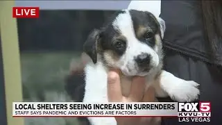 Las Vegas shelter sees increase in surrenders