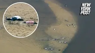 Over 100 dolphins left stranded on muddy Cape Cod beach before being rescued