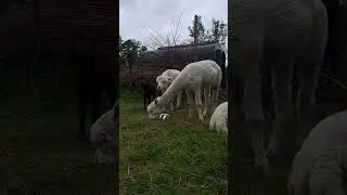 Alpaca moms eating grass