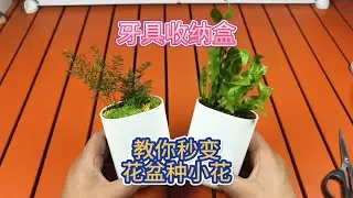 教你牙具收纳盒秒变花盆种小花#苔藓微景观 #绿植 #养花小知识