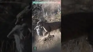 Lynx in Action | Wild Chase in Nature