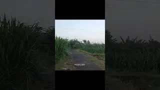 Take a walk in the very early morning || 413 #mountain #village #villagewalk