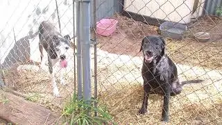 Animal rescue in Cleveland Co