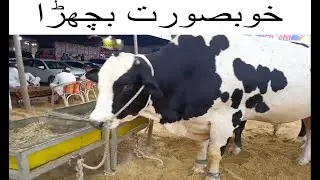 Beautiful Cow, Cowmandi 2022 #beautifulcows  #cowmandi