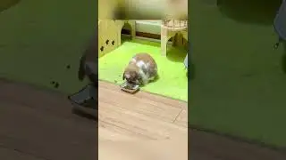 Crazy Rabbit #amazing #rabbit #bunny #pets #animals #rabbits