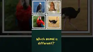 Odd One Out Challenge Which of These Animals Can&rsquo;t Fly?