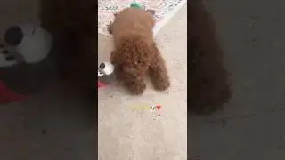 Cute Timmy 💕🐾 just being his adorable self! #funny #cute #puppy #timmy the cavapoo