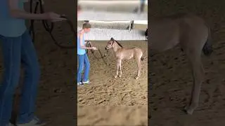 10 EXERCISES I taught my FOAL in 1 month🔥#babyhorse #shorts #horsetraining