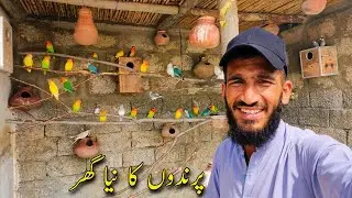 Birds Ko New Aviary Mein Shift Kar Diya 😍 