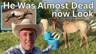 Starving Horse Does This in 1 Week!
