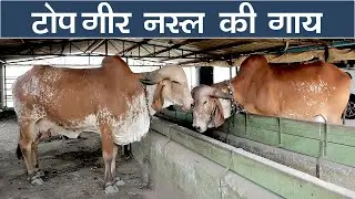 top 7 Original Gir cow breed in surat | indian Cows | Village Life In Gujarat