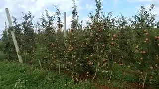pomar de maçã em vacaria rs
