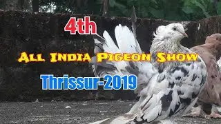 2019 All India Pigeon show