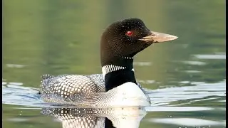 Photography on Kayak: 2021-07-27 Common Loon in NH Lake