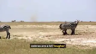 Why Do Zebras Have Stripes? | Fun Zebra Facts for Kids